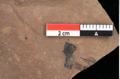 Foto (Detailansicht) von Pinus palaeostrobus Ettingshausen (NHMW-GEO-2024-0188-0196)